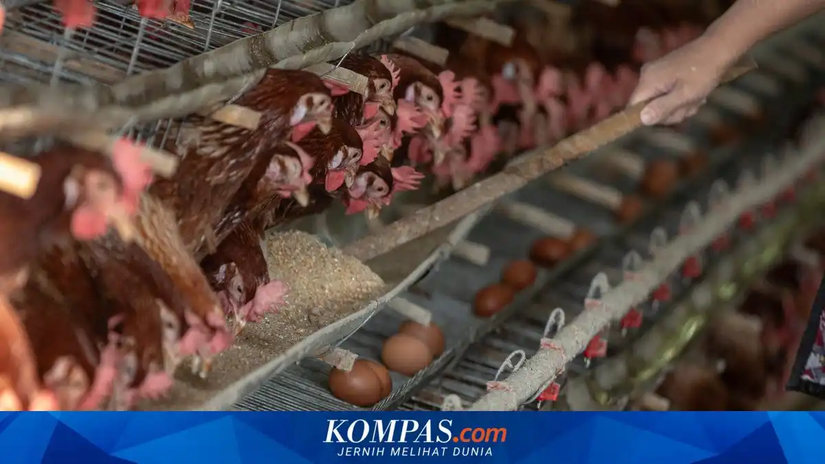Harga Jagung Tinggi, Peternak Ayam Blitar Klaim Rugi Rp4.000 per Kilogram Telur