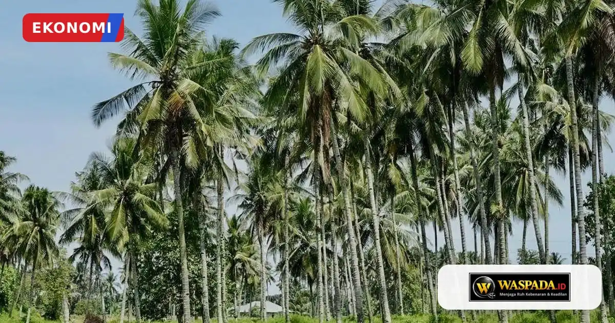 Pemerintah Rancang Pengembangan Kawasan Kelapa dan Peremajaan 9.000 Hektare pada 2027