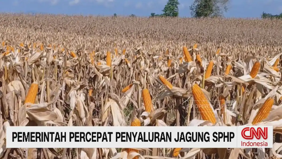 Penyaluran Jagung SPHP Dipercepat untuk Tekan Biaya Pakan Unggas