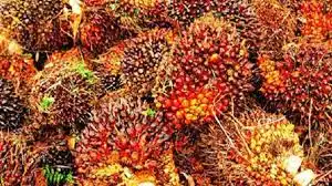 Harga TBS Sawit Kalbar Periode Awal Oktober 2026 Ditentukan Berdasarkan Usia Tanaman