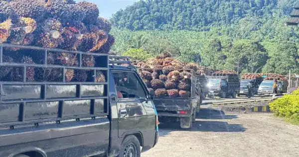 Harga TBS Sawit Aceh Menurun, Wilayah Timur Tetap Mencatat Nilai Tertinggi