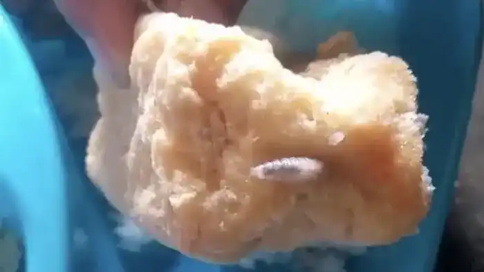 Dugaan Belatung pada Tahu Goreng Menu MBG di Sempu Disorot