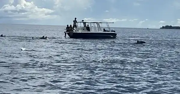 Dolphin Trip di Pulau Weh Hadirkan Pengalaman Melihat Lumba-Lumba di Alam Bebas