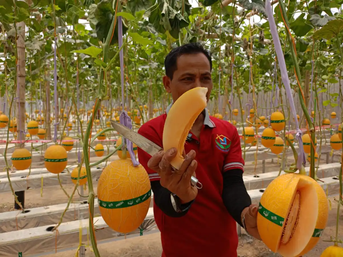 Melon Hidroponik Sidorejo: Wisata Petik Buah Premium dan Penggerak Ekonomi Desa
