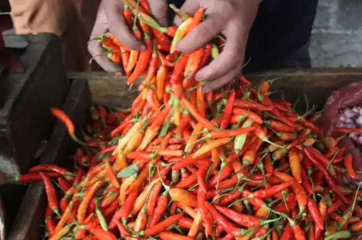 Harga Cabai Rawit Sambas Menembus Rp125 Ribu, Petani Siapkan Perluasan Usaha