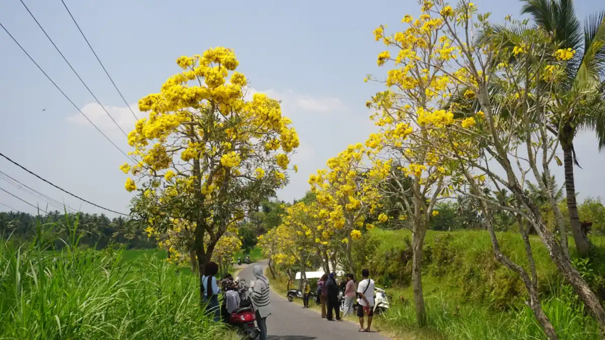 Mekarnya Tabebuya Warnai Jalan Desa Kembang Kuning dan Tarik Wisatawan