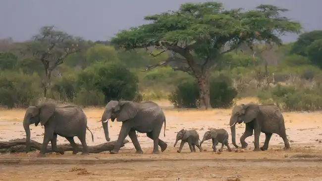 Paus Biru Jauh Melampaui Gajah Afrika dalam Rekor Bobot Hewan Dunia