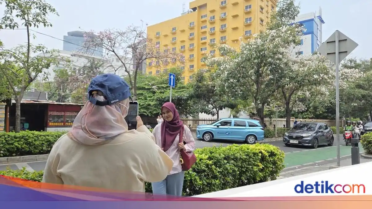 Mekarnya Tabebuya Mengubah Wajah Cikini Menjadi Destinasi Foto Warga