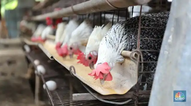 Ayam Kampung dan Broiler: Memahami Perbedaan Lemak, Protein, serta Cara Pengolahannya