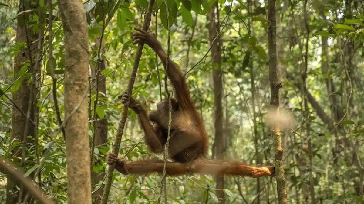 Puluhan Orangutan Diselamatkan dari Habitat Terbakar di Kalimantan Barat