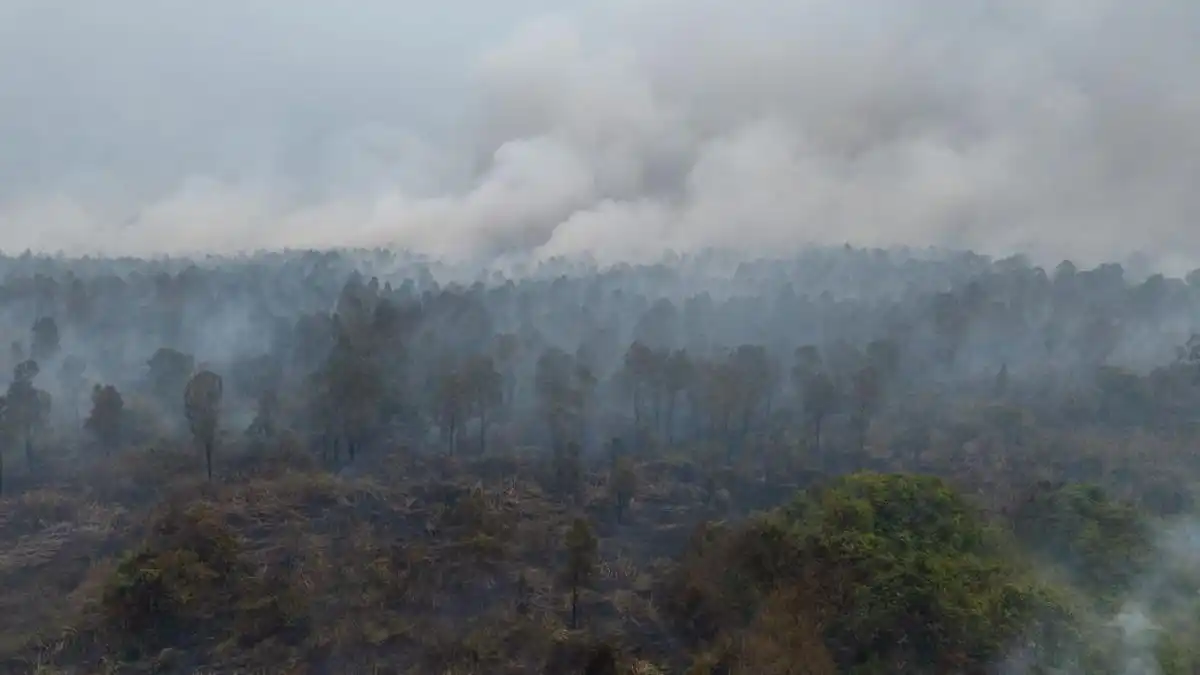 Karhutla di Merauke Menjangkau 10 Distrik, Pendataan Lahan Terbakar Masih Berlangsung