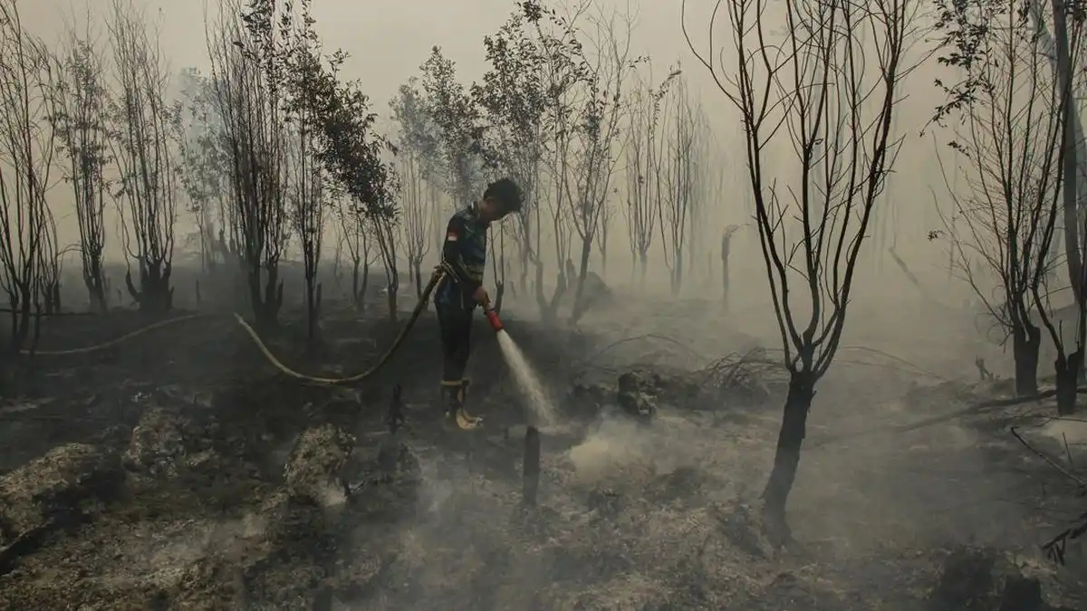 Pemerintah Siapkan Badan Restorasi Gambut dan Mangrove untuk Tekan Karhutla
