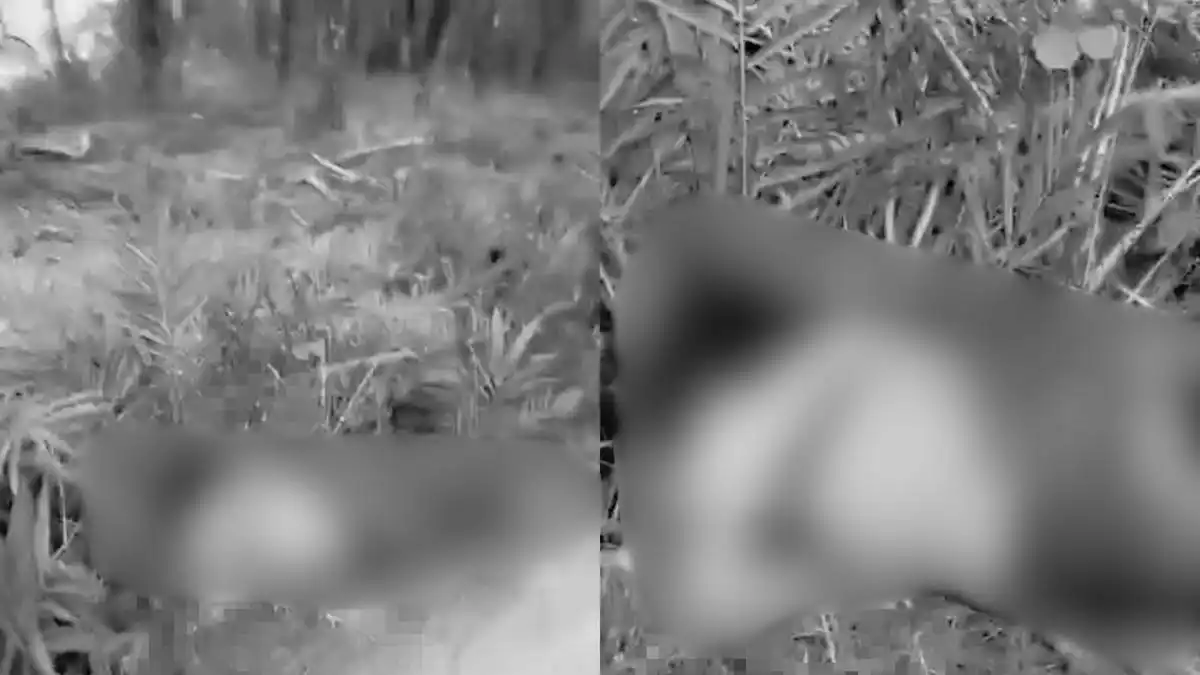 Penemuan Jenazah Perempuan di Perkebunan Sawit Mesuji Diselidiki Polisi