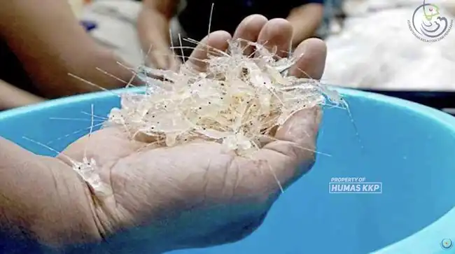 Potensi Benih Lobster Indonesia Tergerus Penyelundupan, Pemerintah Bentuk Satgas