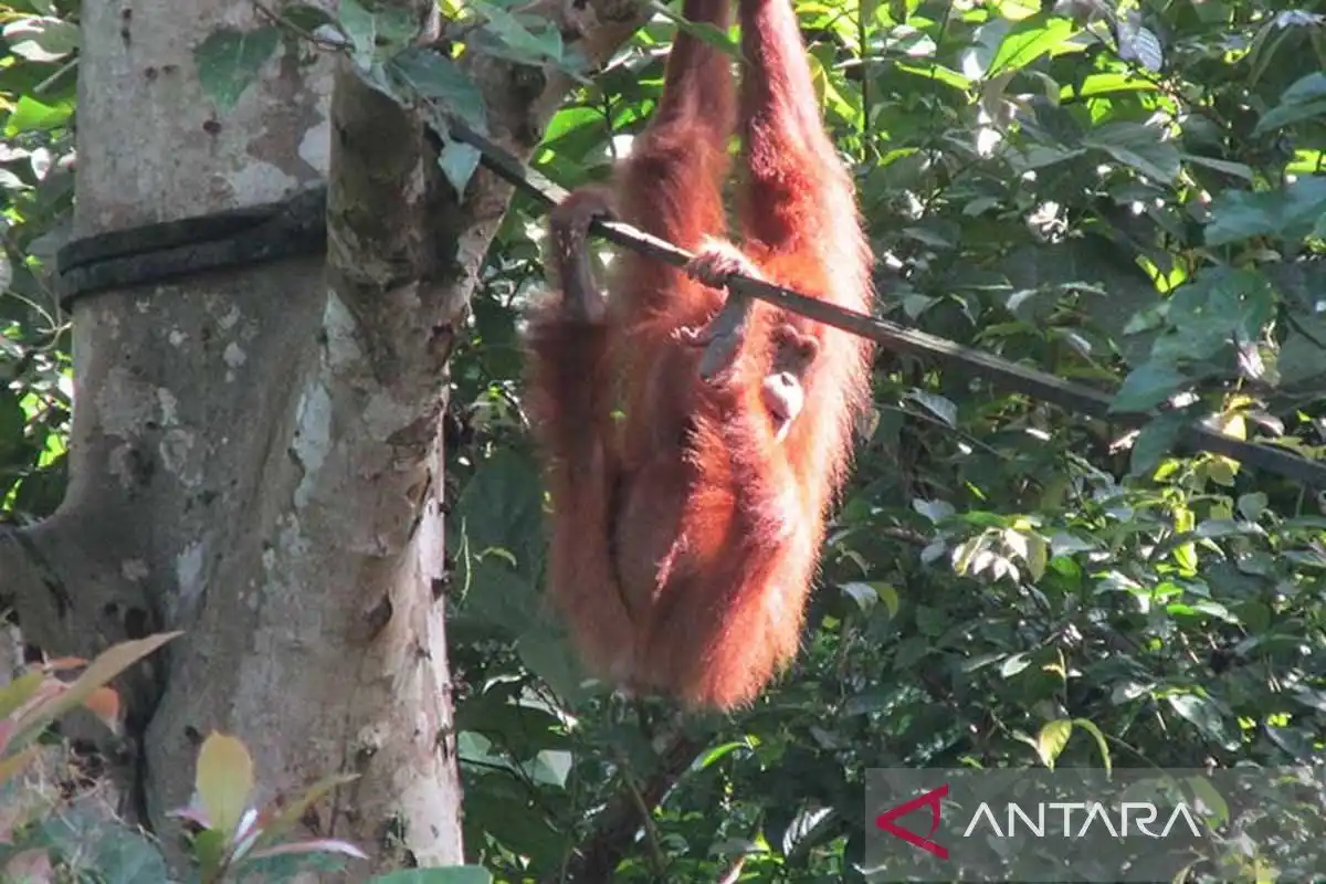 Jejak Reintroduksi Orang Utan Sumatra di Cagar Alam Jantho