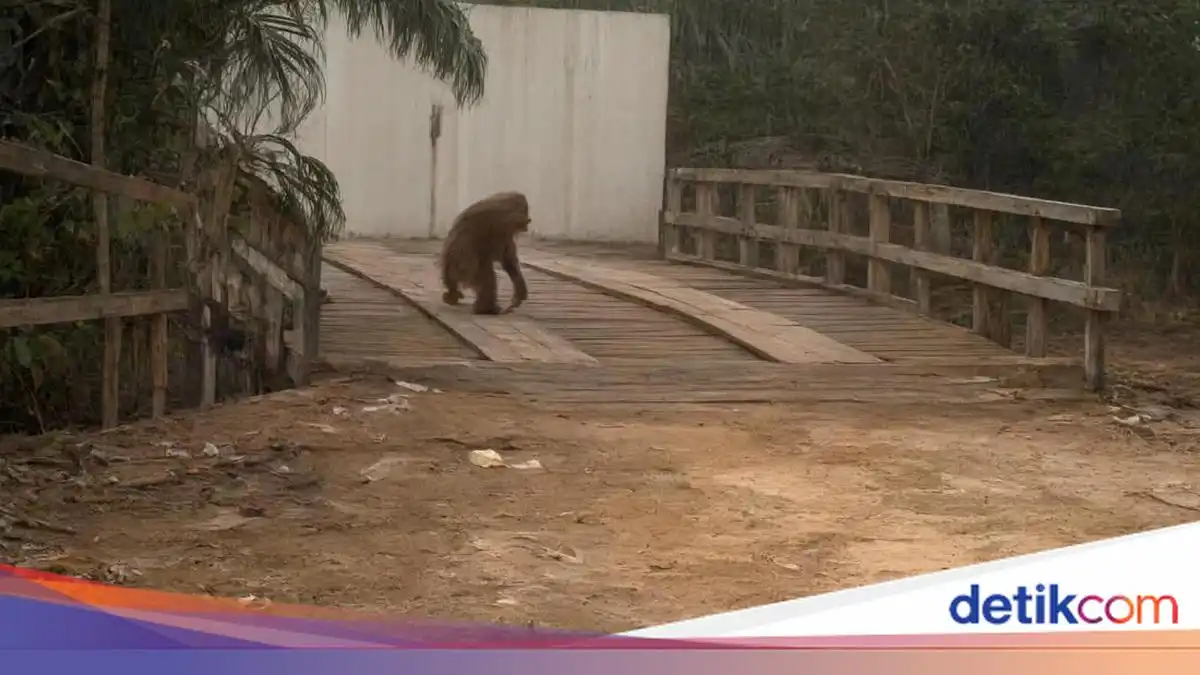 Orang Utan Keluar ke Tepi Jalan Setelah Habitatnya Terbakar di Kotawaringin Barat