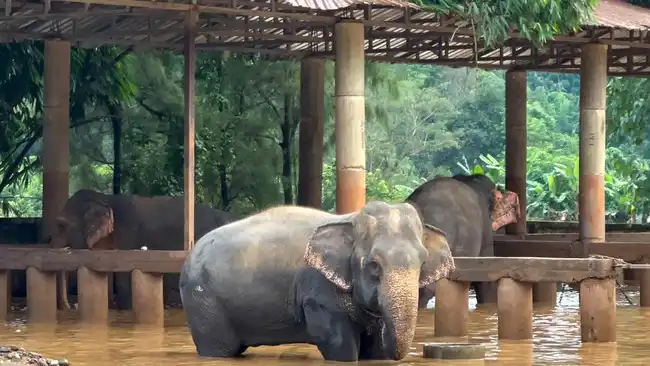 Jejak Gajah Alexander Tetap Menghidupkan Ekosistem Afrika Setelah Kematian