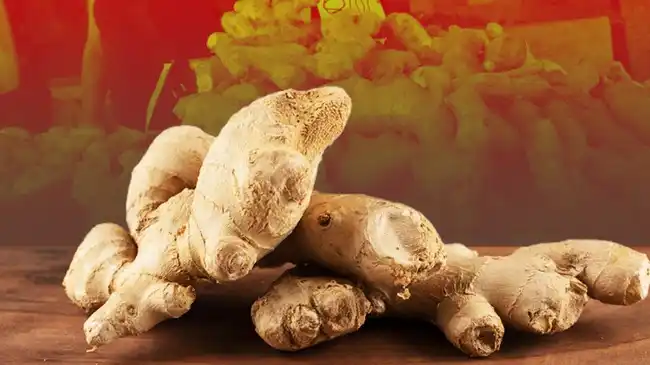 Jahe Memimpin Produksi Tanaman Biofarmaka Indonesia pada 2025