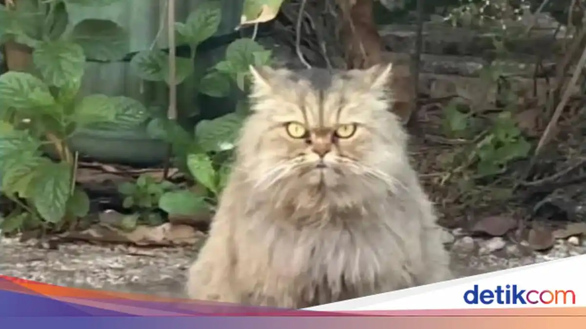 Cimi Belum Ditemukan, Pemilik Kucing di Bekasi Tempuh Mediasi