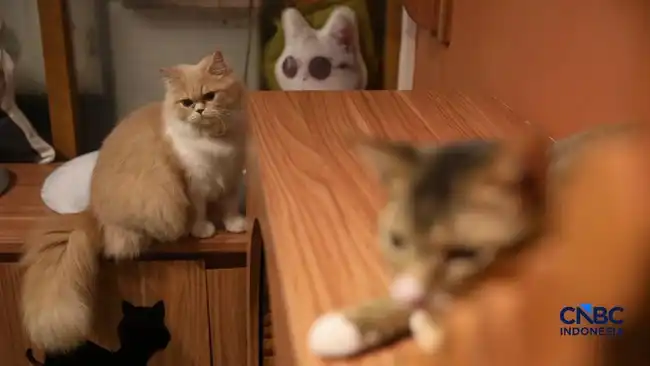 Manfaat Memelihara Kucing bagi Kesehatan dan Kesejahteraan Keluarga
