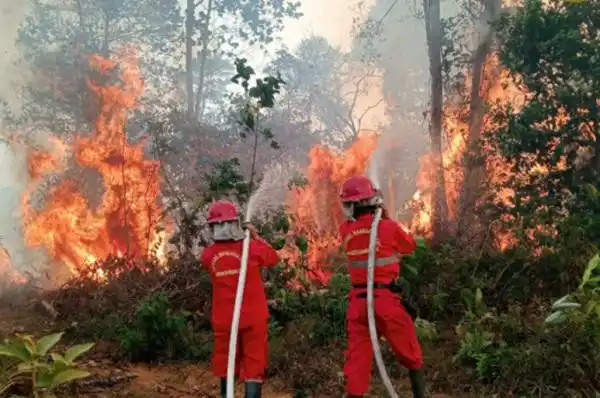 Penanganan Karhutla Perlu Kerja Bersama, WALHI Tekankan Pencegahan dan Pengawasan