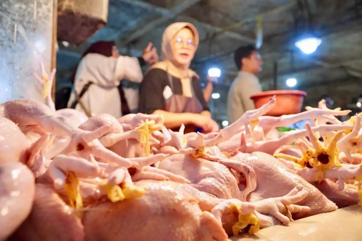 Selisih Harga Ayam dari Kandang ke Pasar Jadi Sorotan DPR dan Pemerintah