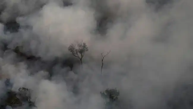 Asap Amazon Mengingatkan pada Karhutla Indonesia, El Niño Perburuk Ancaman