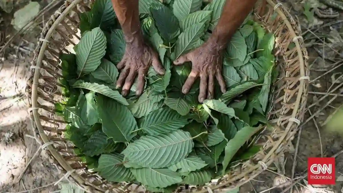 Rencana Hilirisasi Kratom dan Kemenyan: Peluang Ekonomi serta Agenda Riset