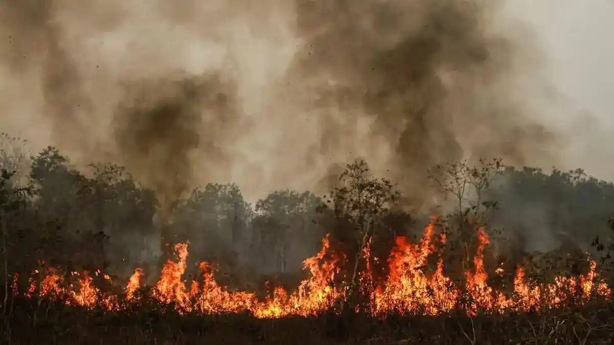 Enam Korporasi di Kalimantan Kena Pembekuan Izin terkait Karhutla