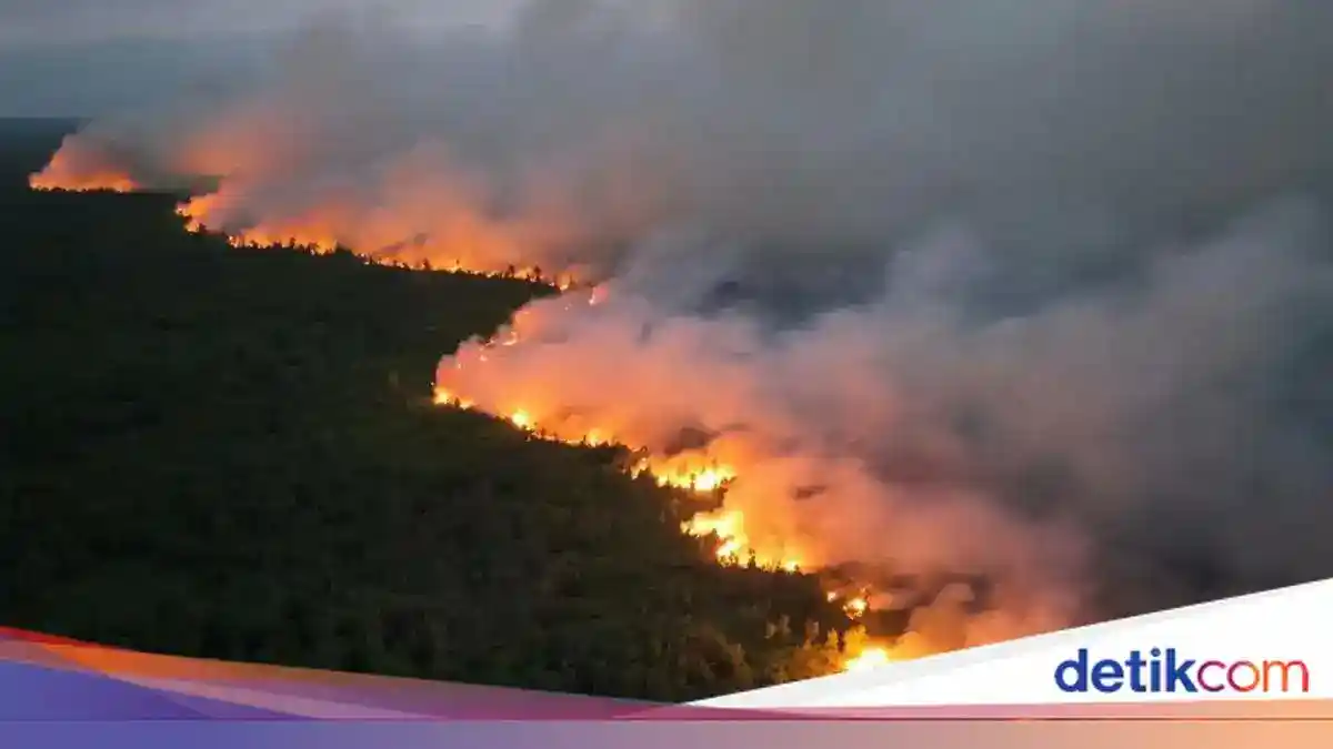 Api di Tanjung Puting Kian Dekat dengan Area Pakan Orang Utan