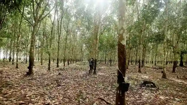 Bakrie Sumatera Plantations Bentuk Anak Usaha untuk Perdagangan Minyak Nabati