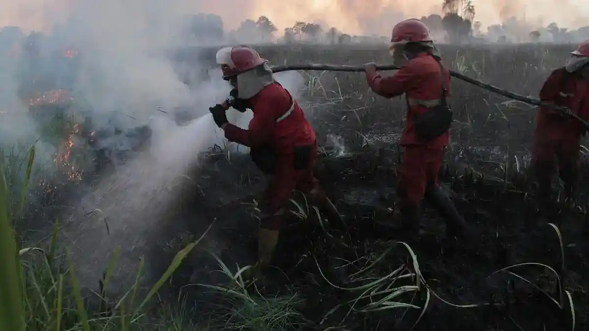 Penanganan Karhutla Diperkuat, Pemerintah Siapkan Kolaborasi Kampus dan Bantuan Daerah
