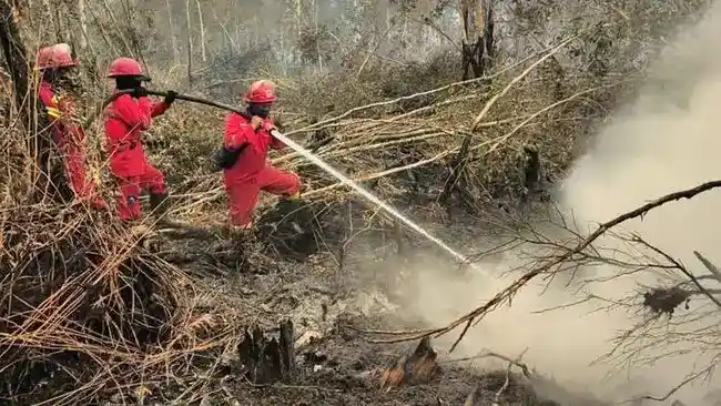Wamentan Dorong Lahan Bekas Karhutla Kalteng untuk Tanaman Pangan