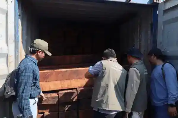 23 Kontainer Merbau Diduga Ilegal Diamankan di Surabaya, Nilainya Rp5,5 Miliar