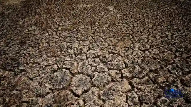 Perubahan Warna Pasifik Menyingkap Dampak El Niño pada Kehidupan Laut