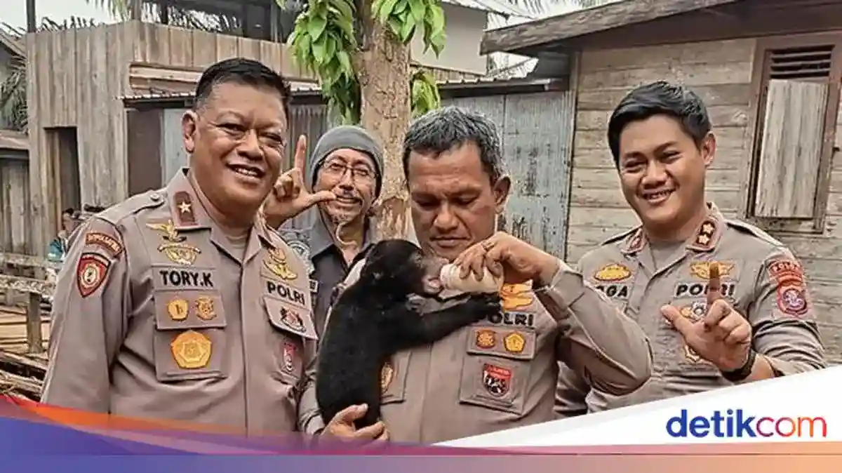 Meli Diselamatkan dari Dampak Kebakaran Hutan di Kalimantan Tengah