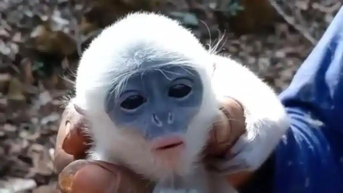 Menerobos Bara Ciremai demi Mempertemukan Kembali Bayi Surili dengan Induknya