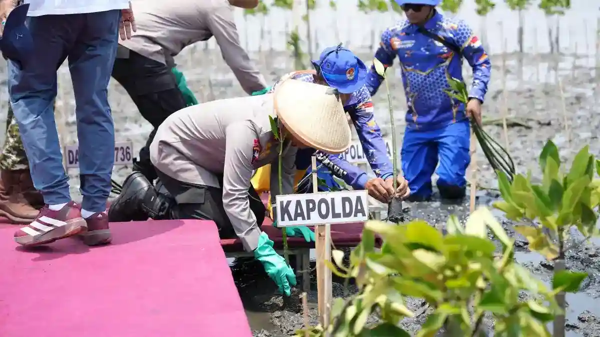 Mangrove Ditanam untuk Menahan Ancaman Abrasi dan Rob di Pesisir Batang