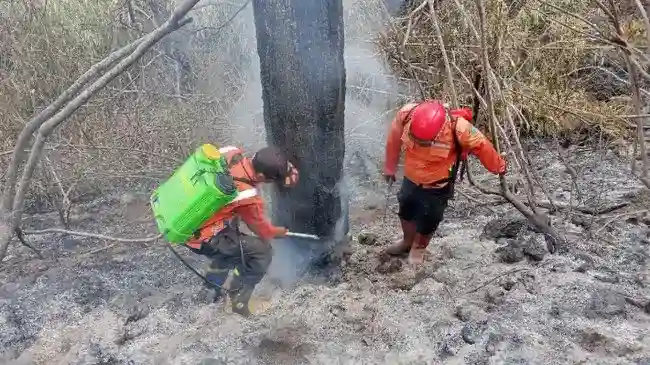 Tiga Wilayah di Jawa Berupaya Kendalikan Kebakaran Lahan