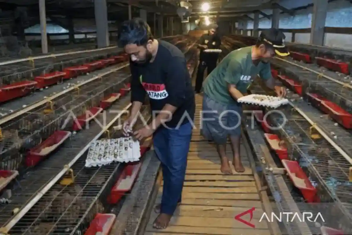Pemerintah Rancang Perluasan Peran UMKM dalam Pasokan Program MBG