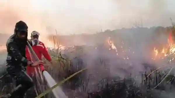 Api Karhutla Masih Bertahan di Kawasan Way Kambas