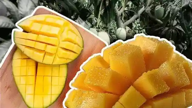 Produksi Mangga Indonesia Turun, Jawa Timur Tetap Menjadi Sentra Utama