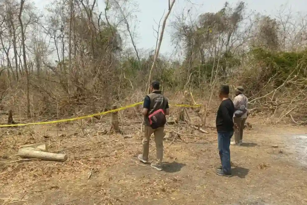 Kemenhut Tetapkan Penanggung Jawab Lapangan dalam Kasus Kayu Jati Ilegal