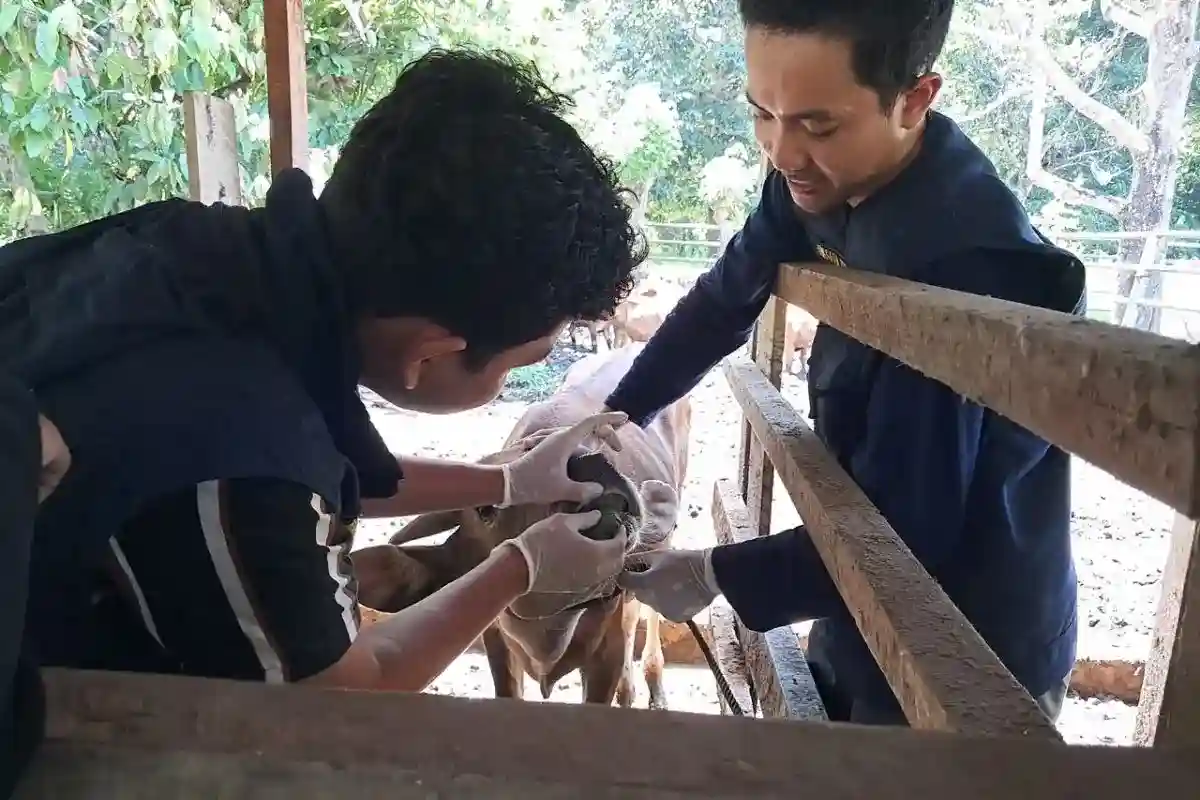Layanan Keliling TEP Unair Jangkau Seribu Sapi di Prafi