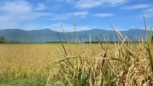 Varietas Padi untuk Beragam Kondisi Lahan Jadi Andalan Pertanian Indonesia
