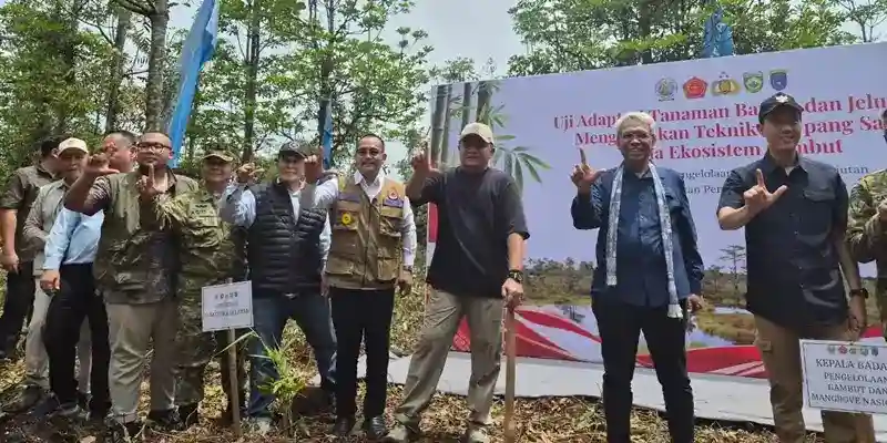 Uji Tanam Bambu dan Jelutung untuk Memulihkan Gambut di OKI